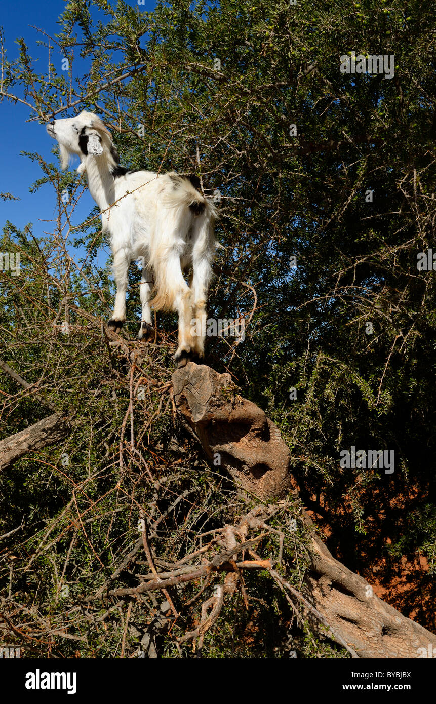 Capra salendo su un albero di argan in Marocco per mangiare il kernel di sementi Foto Stock