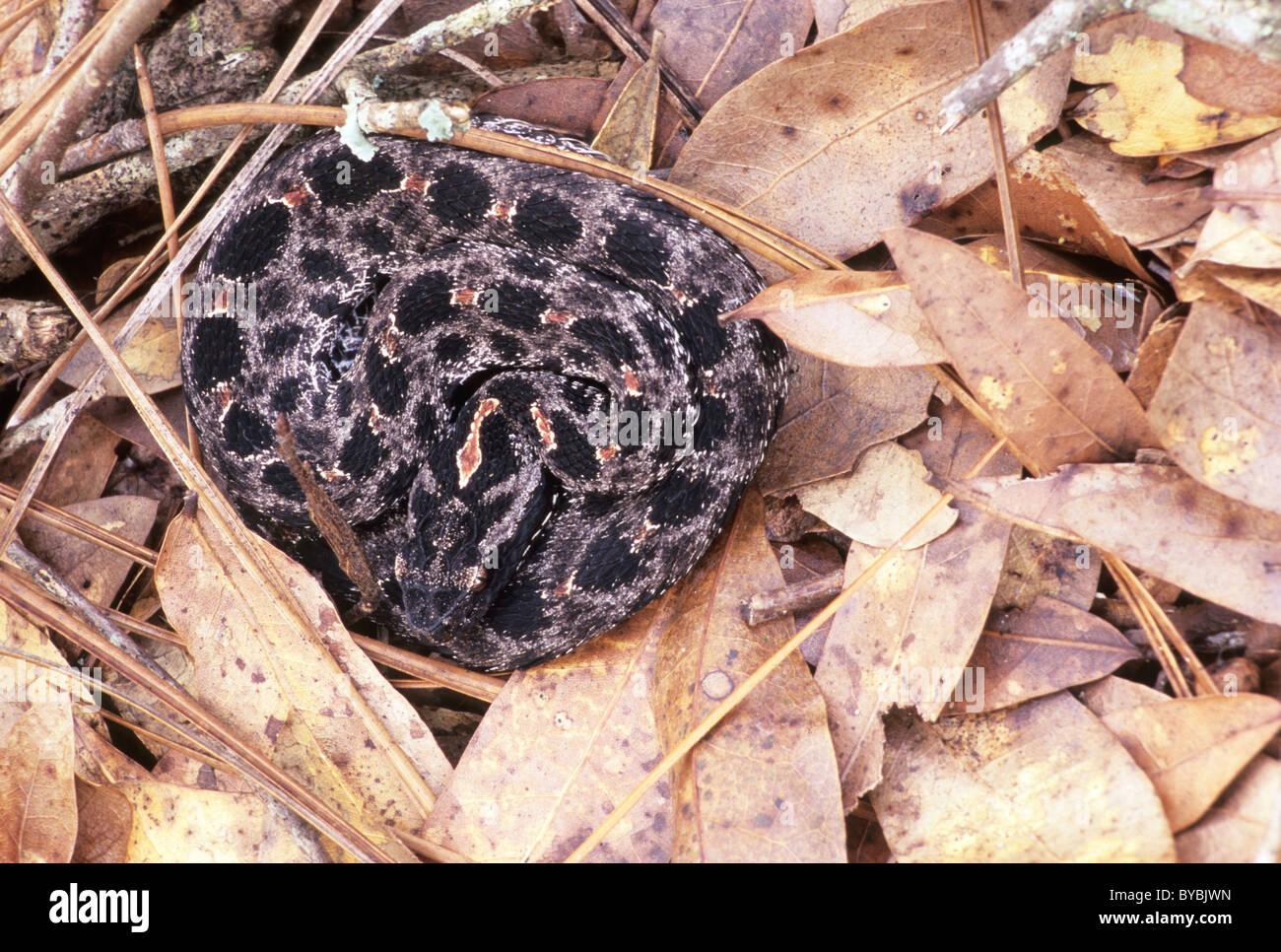 Dusky Rattlesnake Nana (Sistrurus miliarius barbouri) in Autunno figliata di foglia, Central Florida USA. Foto Stock