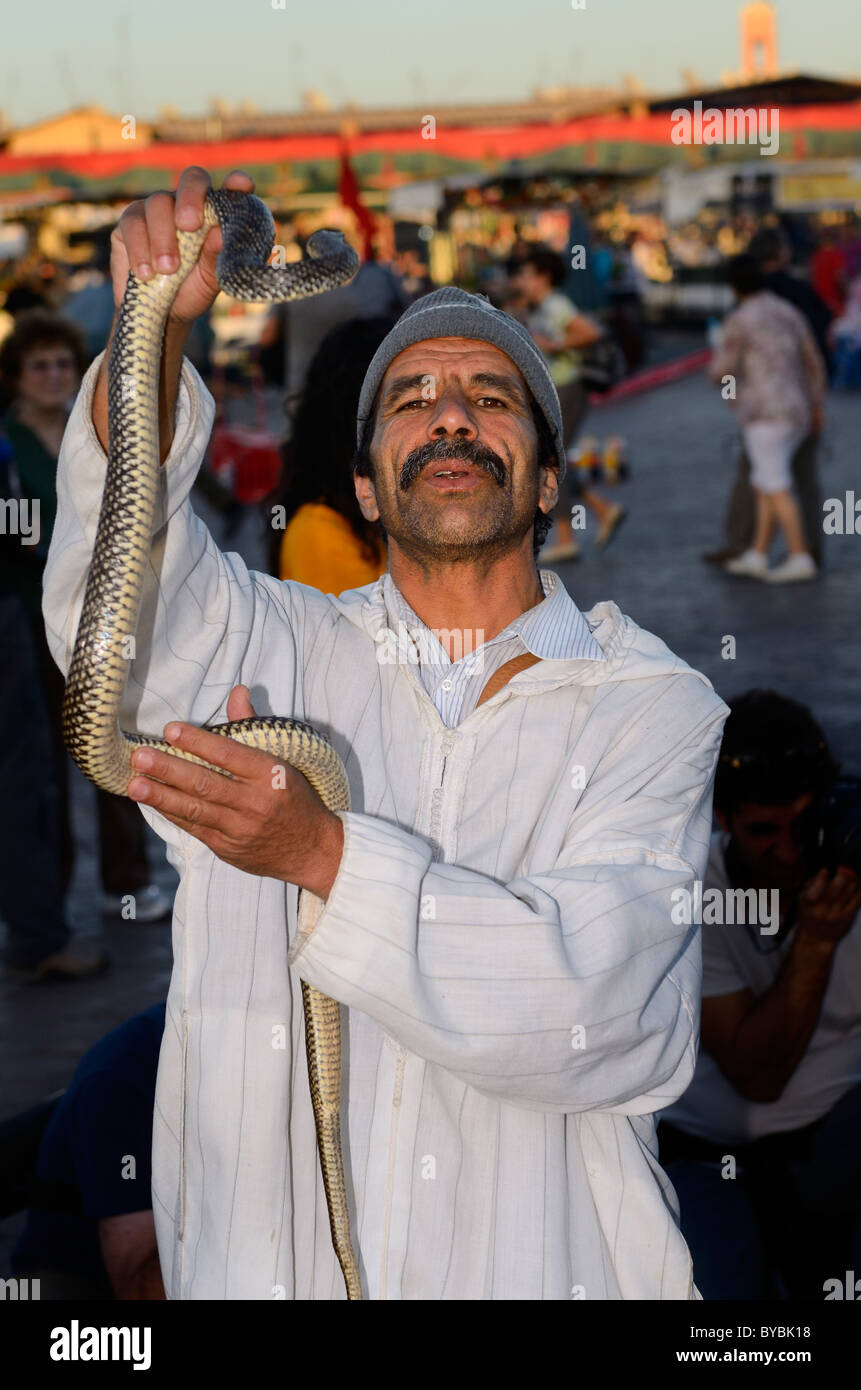 Il serpente incantatore tenendo in mano un serpente velenoso in piazza Djemaa el Fna souk di Marrakech marocco Foto Stock