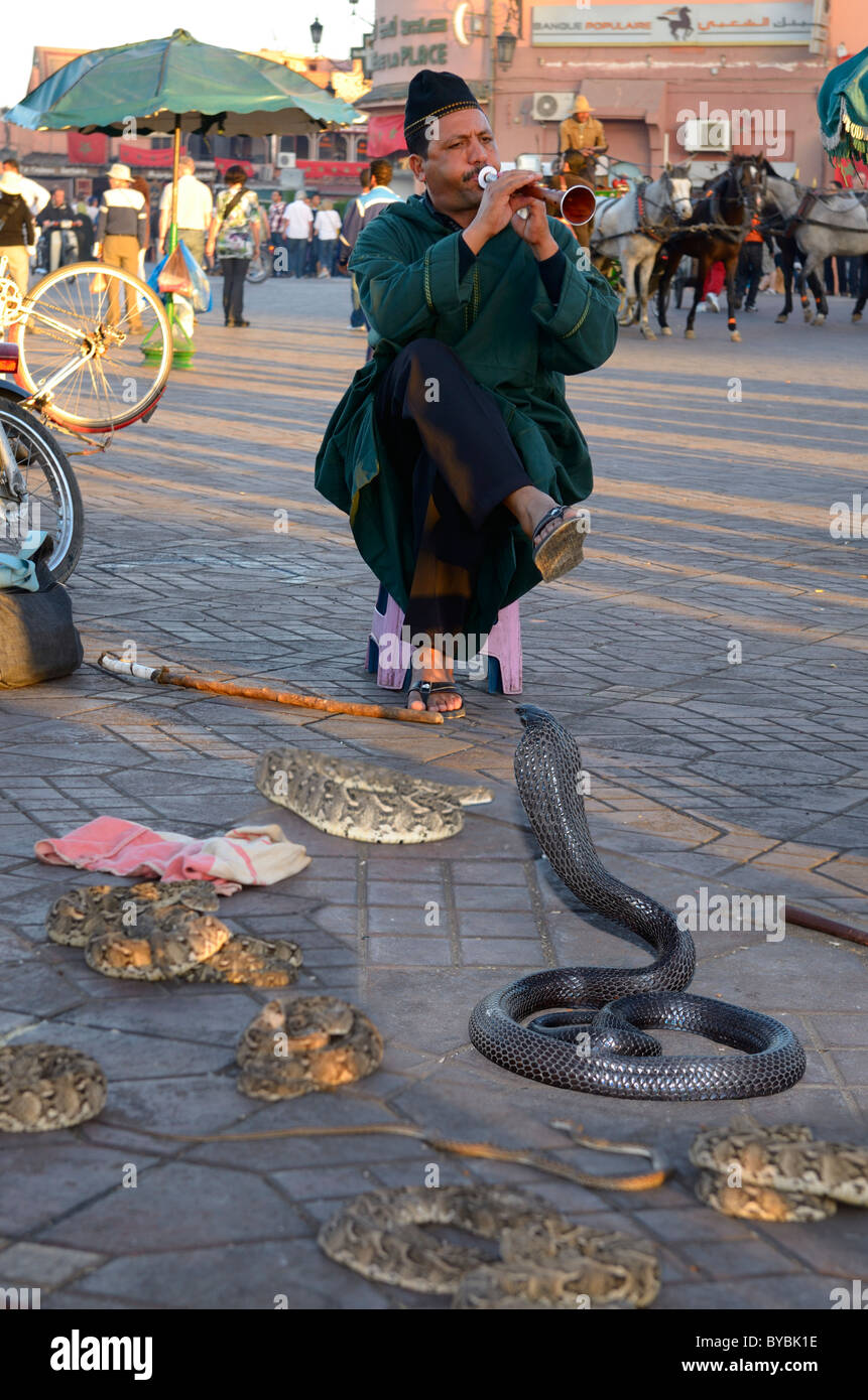 Avvolte cobra nero e altri serpenti essendo incantato da un flauto in piazza Djemaa el Fna market marrakech marocco Foto Stock