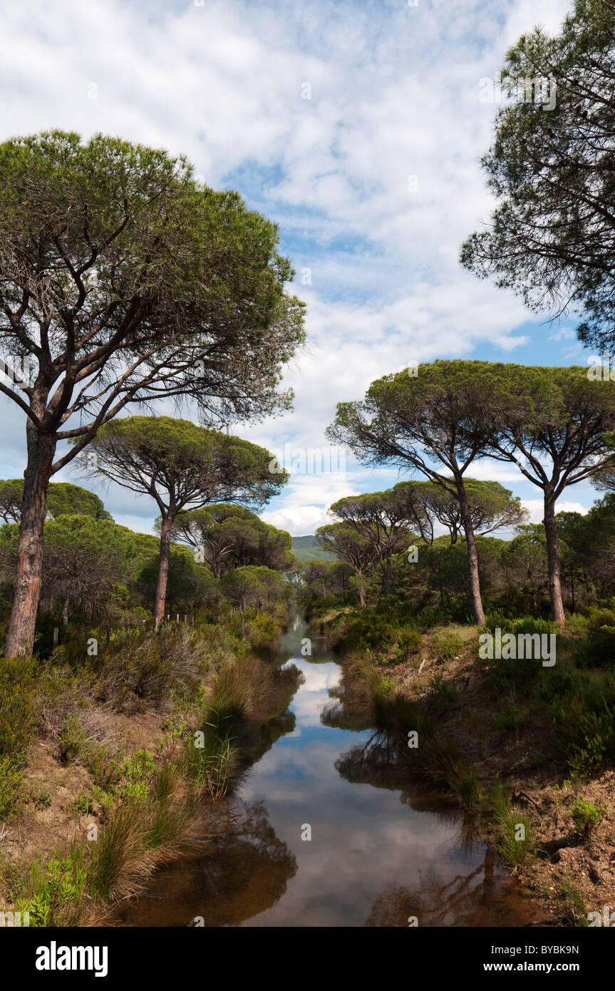 La Maremma, Italia, parco naturale Foto Stock