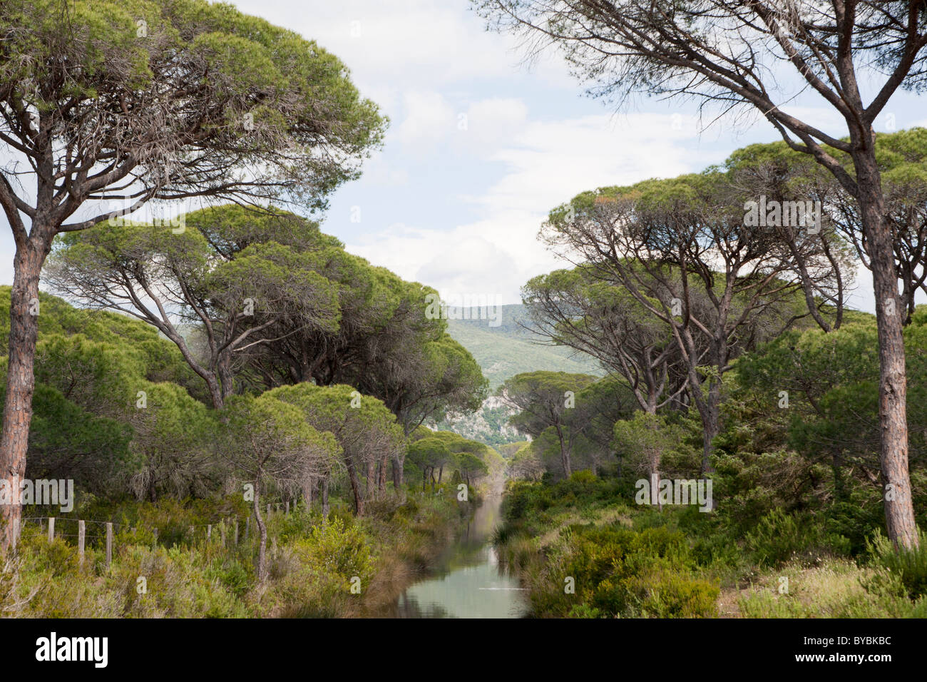 La Maremma, Italia, parco naturale Foto Stock