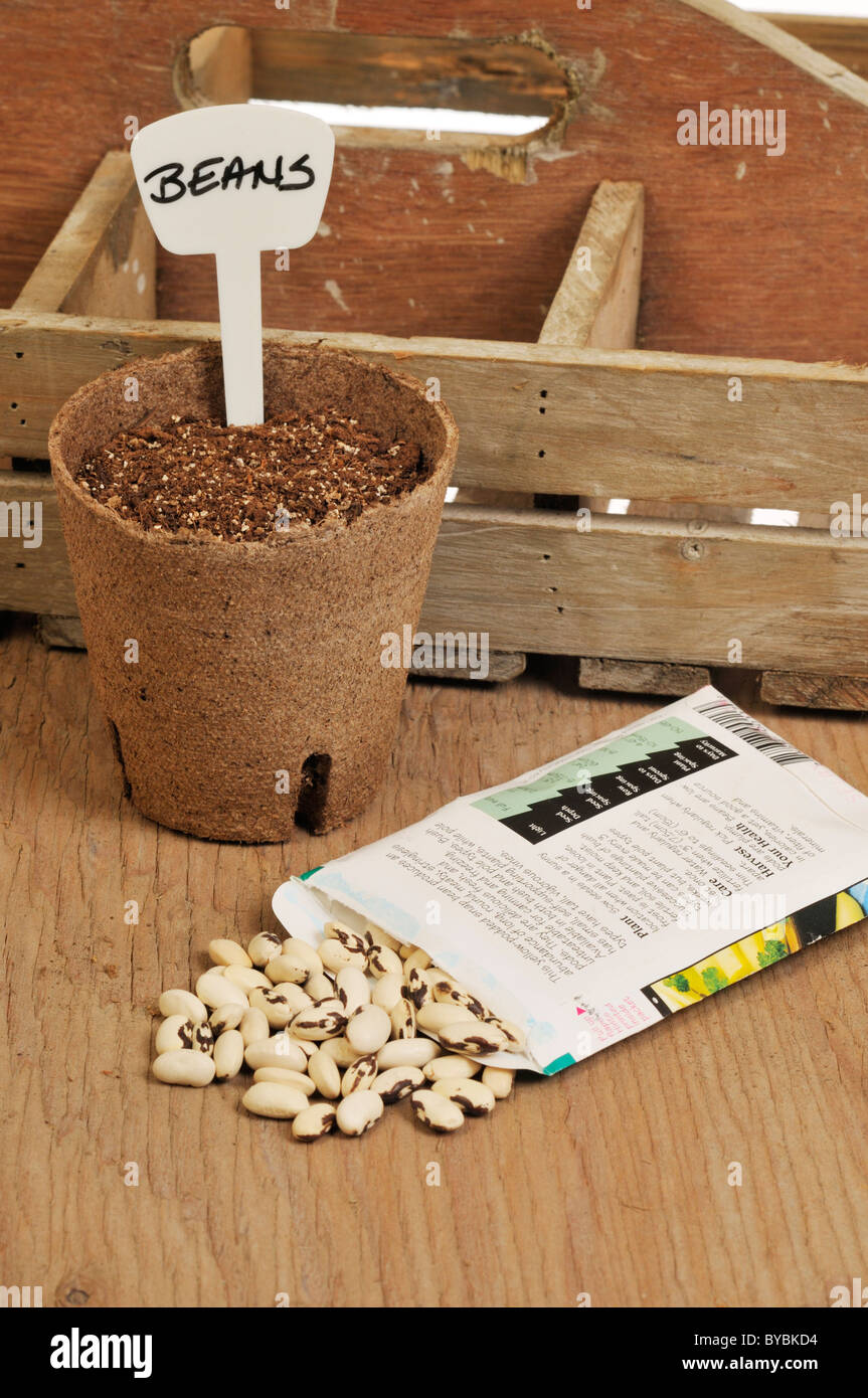 Fagiolo di semina Semi di ortaggi in vaso di torba con pacchetti di sementi e semi sparsi. Foto Stock