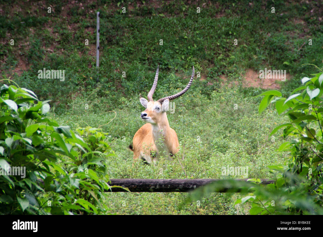 Un capriolo o Lechwe rosso (kobus leche leche) in allerta. Foto Stock