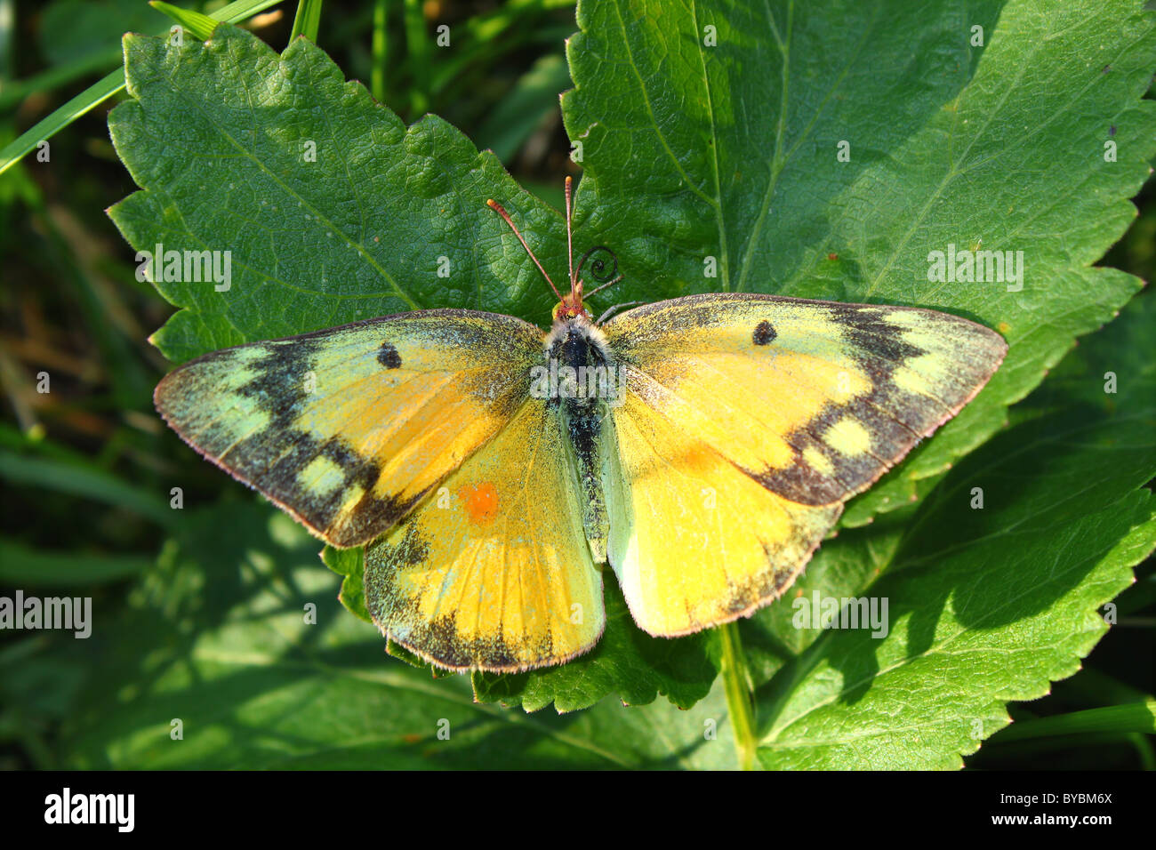 Arancione farfalla di zolfo (Colias eurytheme) Foto Stock