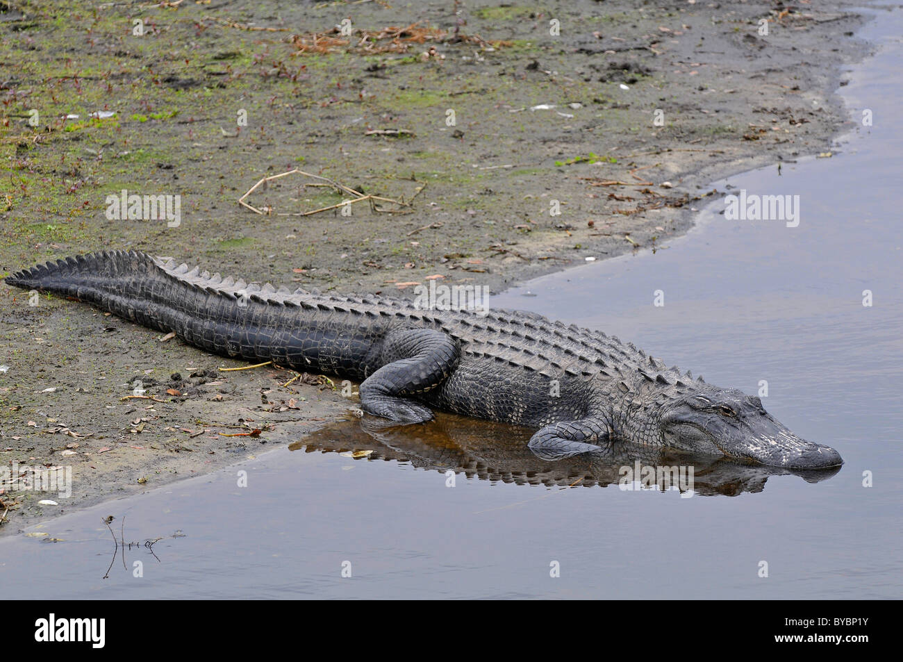 Il coccodrillo americano: Alligator mississippiensis. Myakka River State Park, Florida, Stati Uniti d'America Foto Stock