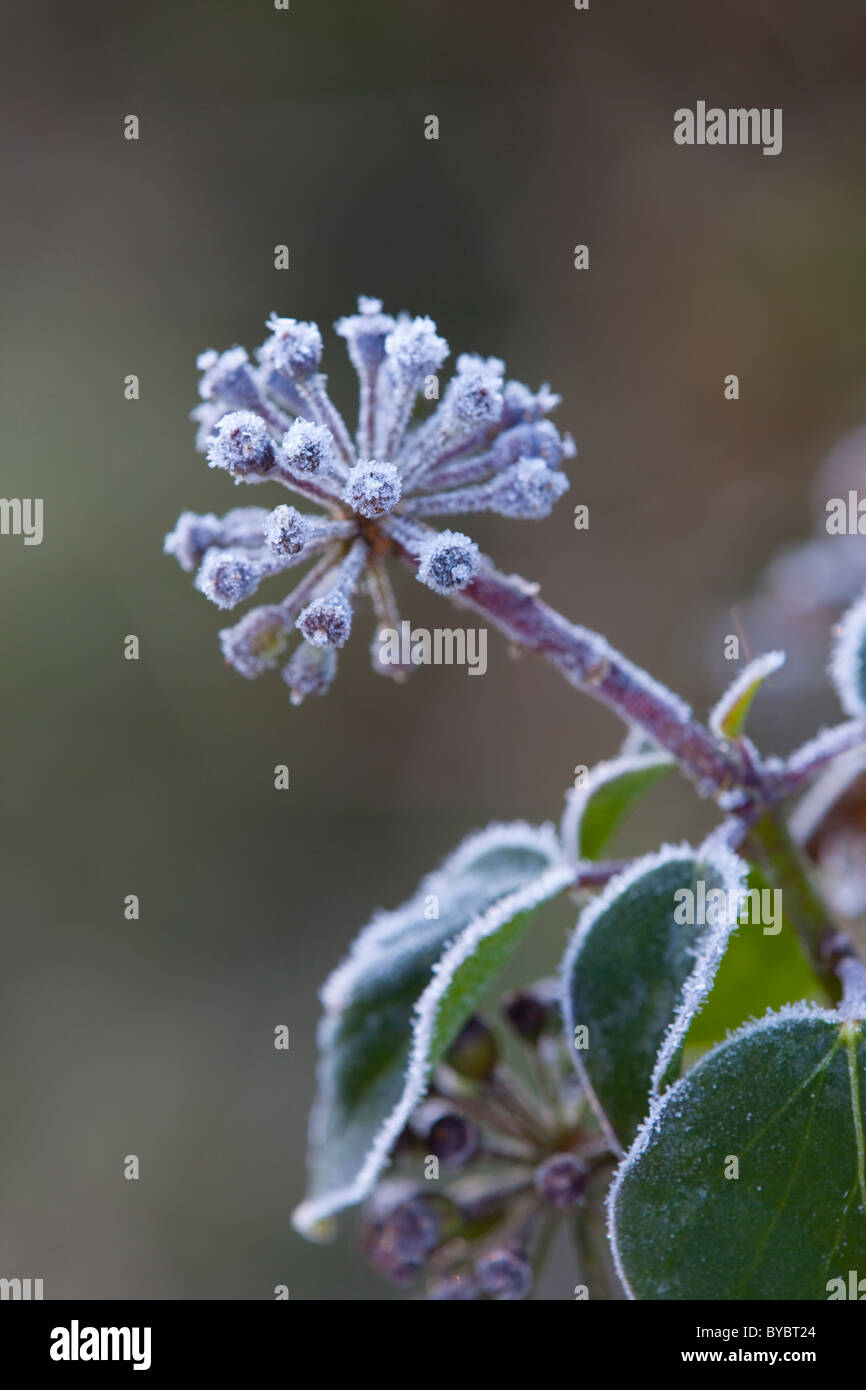Bacche di Edera; Hedera helix; nel gelo invernale; Foto Stock