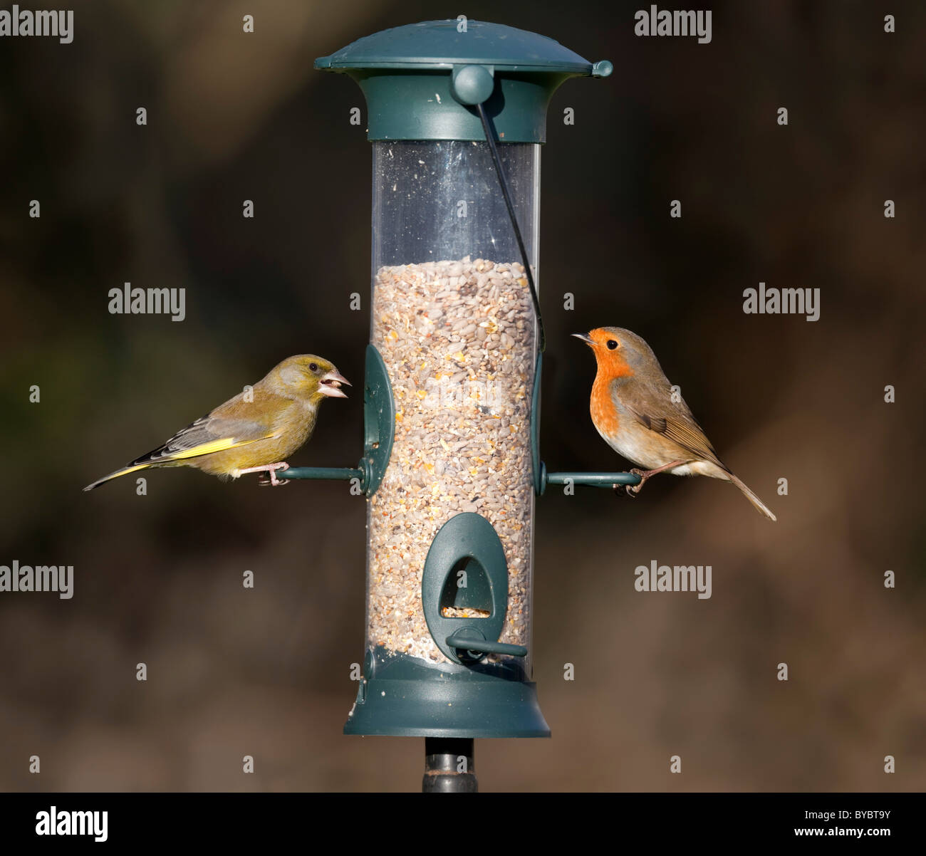 Verdone; Carduelis chloris; e Robin; Erithacus rubecula; su un alimentatore di sementi; Giardino; Cornovaglia Foto Stock