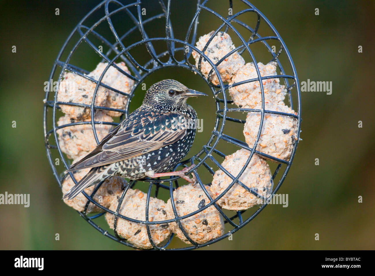 Starling; Sturnus vulgaris; su una sfera di grasso alimentatore; Giardino; Cornovaglia Foto Stock