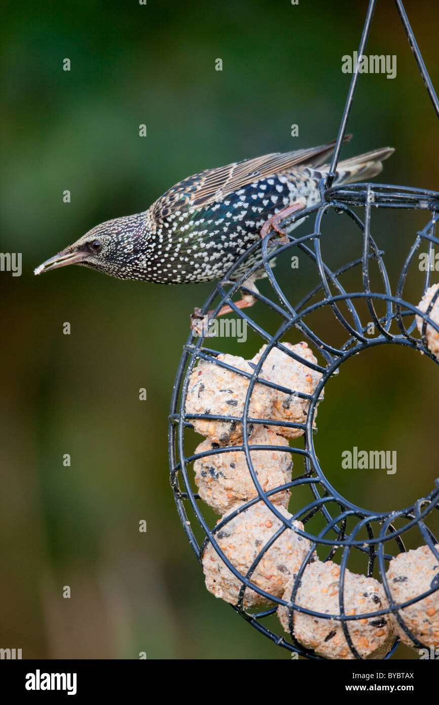 Starling; Sturnus vulgaris; su una sfera di grasso alimentatore; Giardino; Cornovaglia Foto Stock