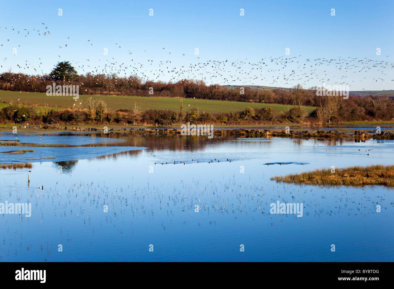 Walmsley Bird Sanctuary; vicino a St Albans; Cornovaglia; misto stormo di uccelli Foto Stock