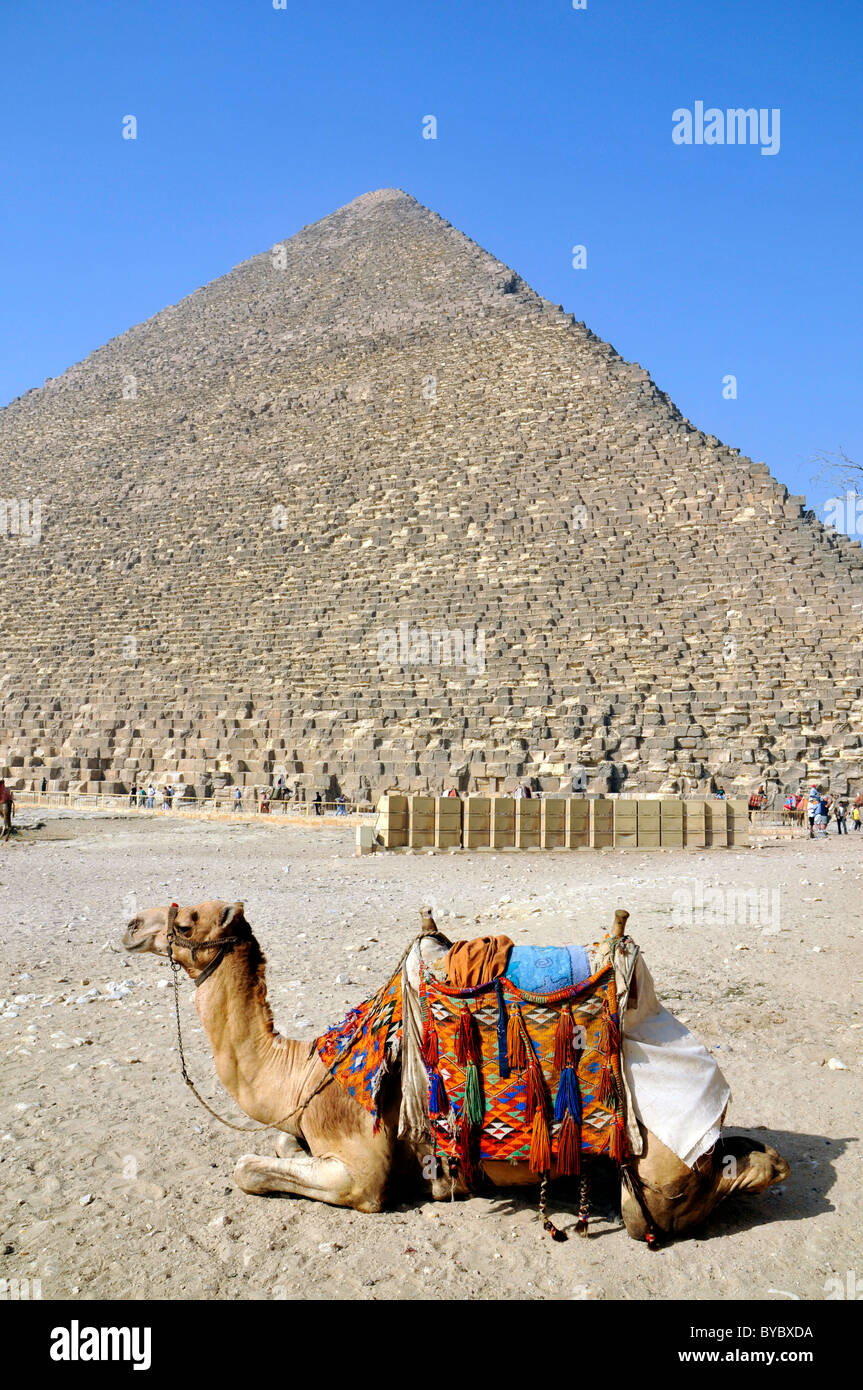 Piramide e di cammello, di Giza in Egitto Foto Stock