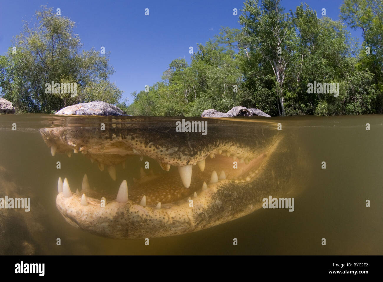 Il coccodrillo americano ( Alligator mississippiensis ), Big Cypress National Preserve, Florida, U.S.A. ( America del Nord - freshwater ) Foto Stock