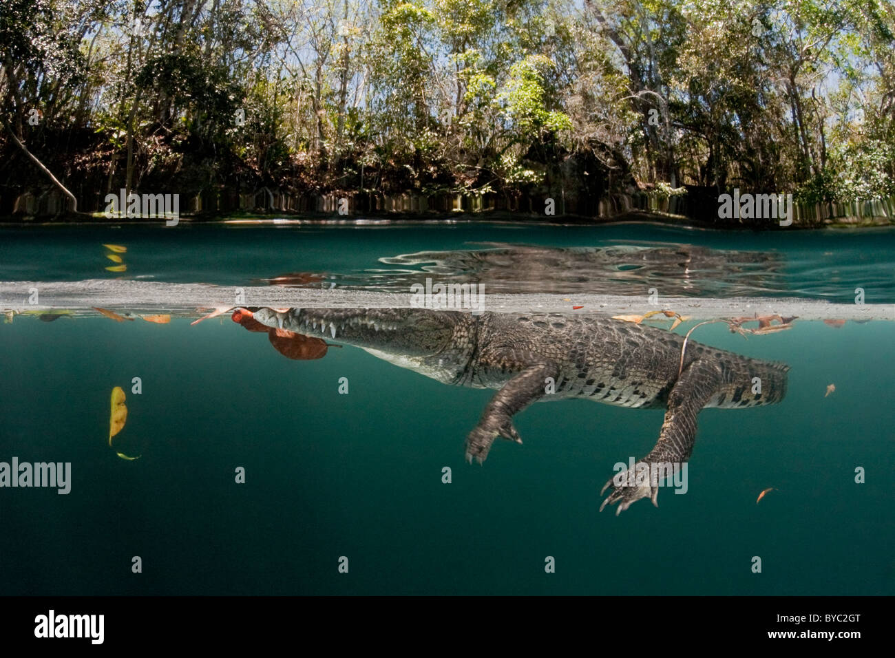 Morelet's Crocodile, Crocodylus moreletii, la penisola dello Yucatan, Messico Foto Stock