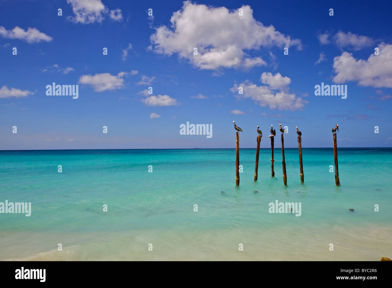 Pellicani di Sunny Aruba nel Mar dei Caraibi Foto Stock