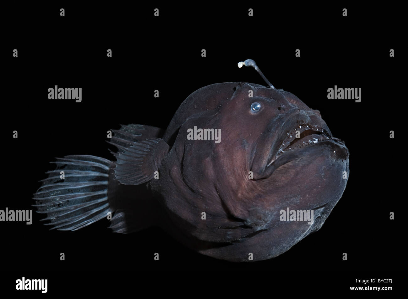 Deep sea rana pescatrice o nero seadevil, Diceratias pileatus Hawaii Foto Stock