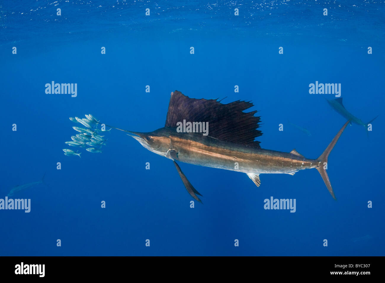 Atlantic sailfish, Istiophorus albicans, caccia di sardine, Messico ( Mar dei Caraibi ) Foto Stock