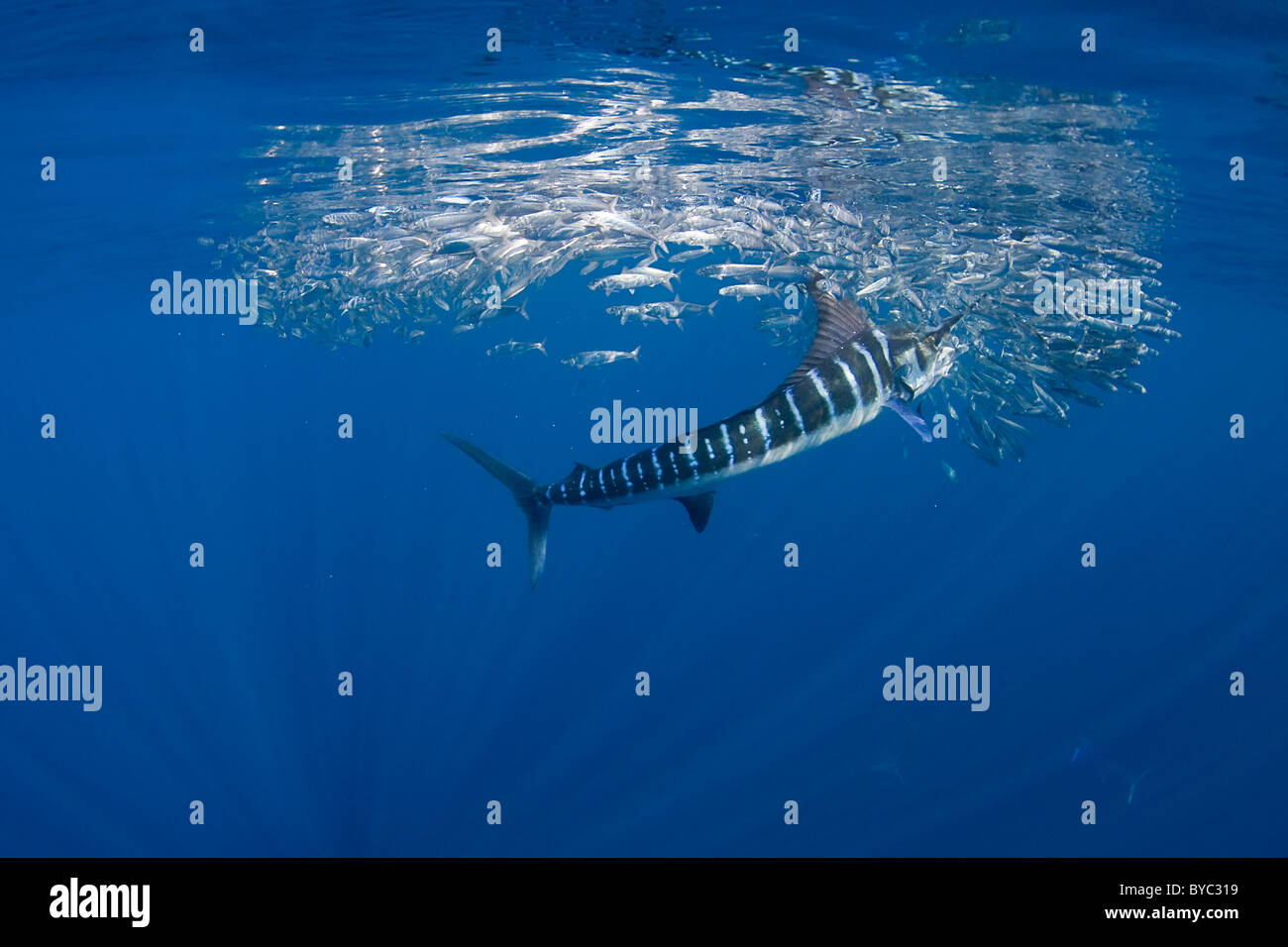 Striped marlin, Tetrapturus audax, alimentazione di sardine, off Baja California, Messico ( Oceano Pacifico orientale ) Foto Stock