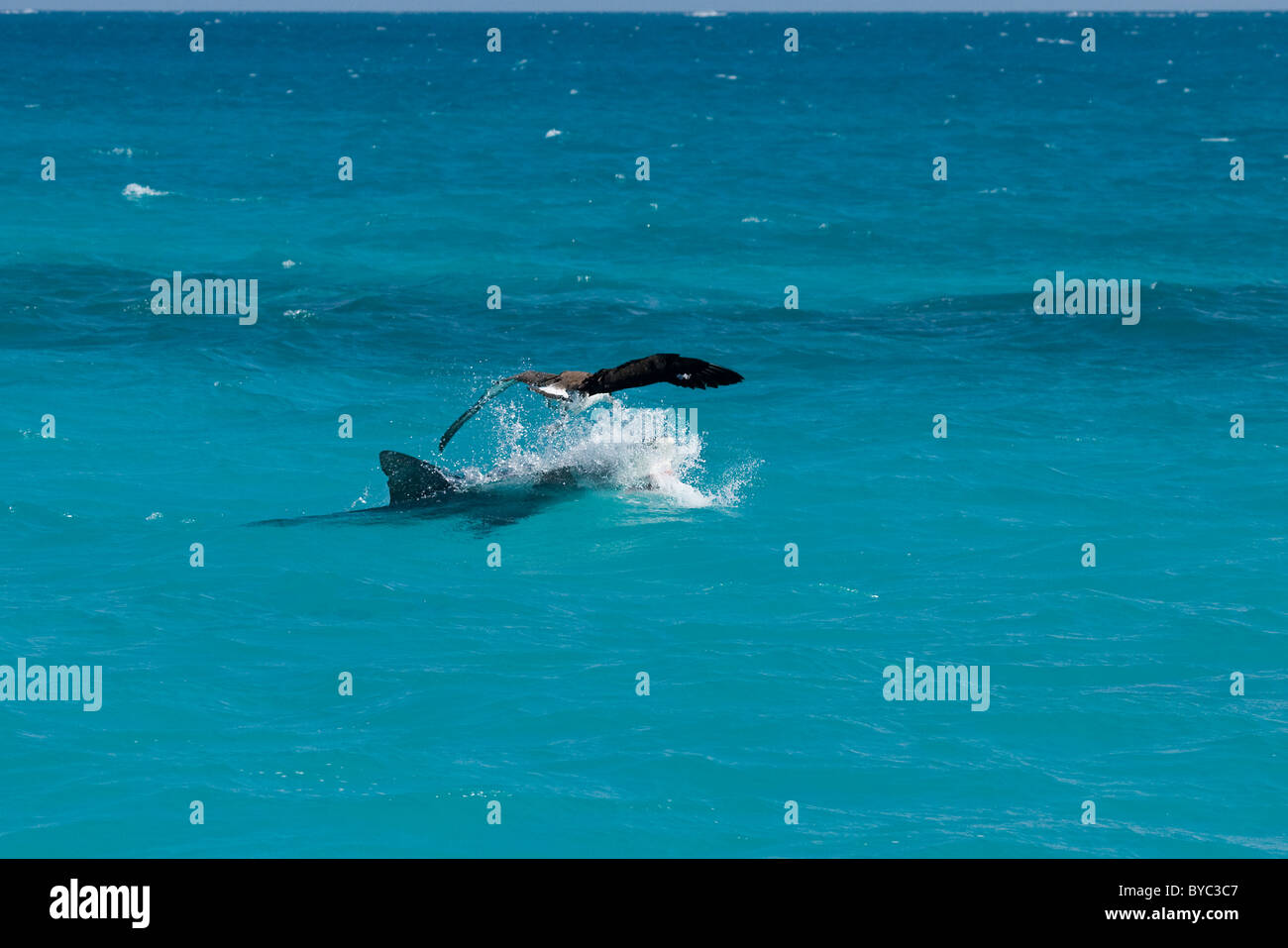 Tiger Shark ( Galeocerdo cuvier ) attacchi neonata Laysan albatross pulcino, French Frigate Shoals, NW Isole Hawaii Foto Stock