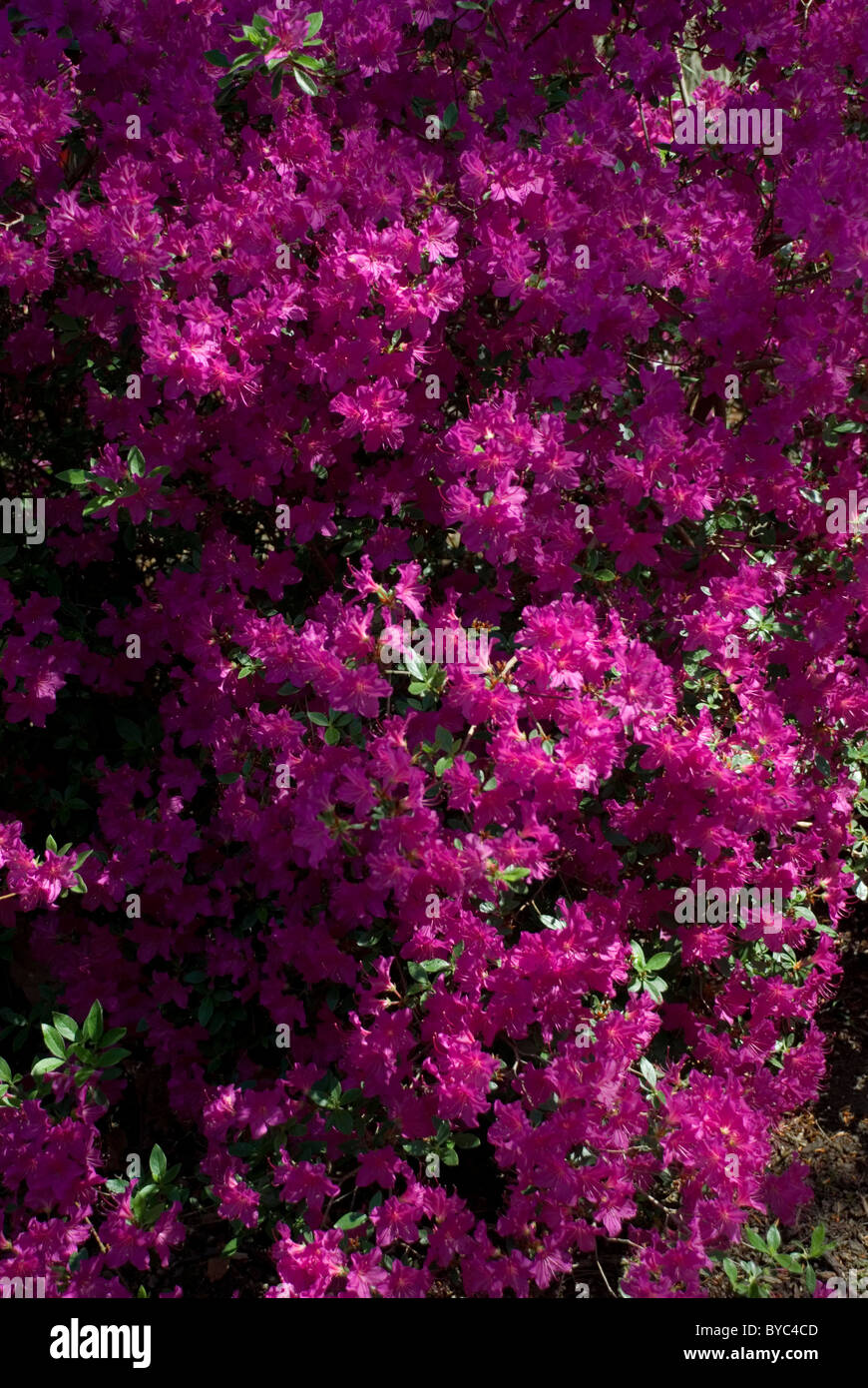 RHODODENDRON "PRINCESS IDA" Foto Stock