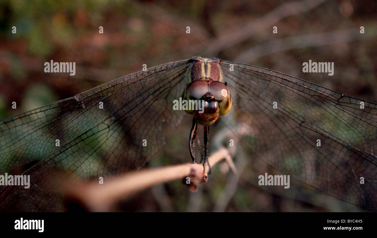 Close-up grasshopper Foto Stock