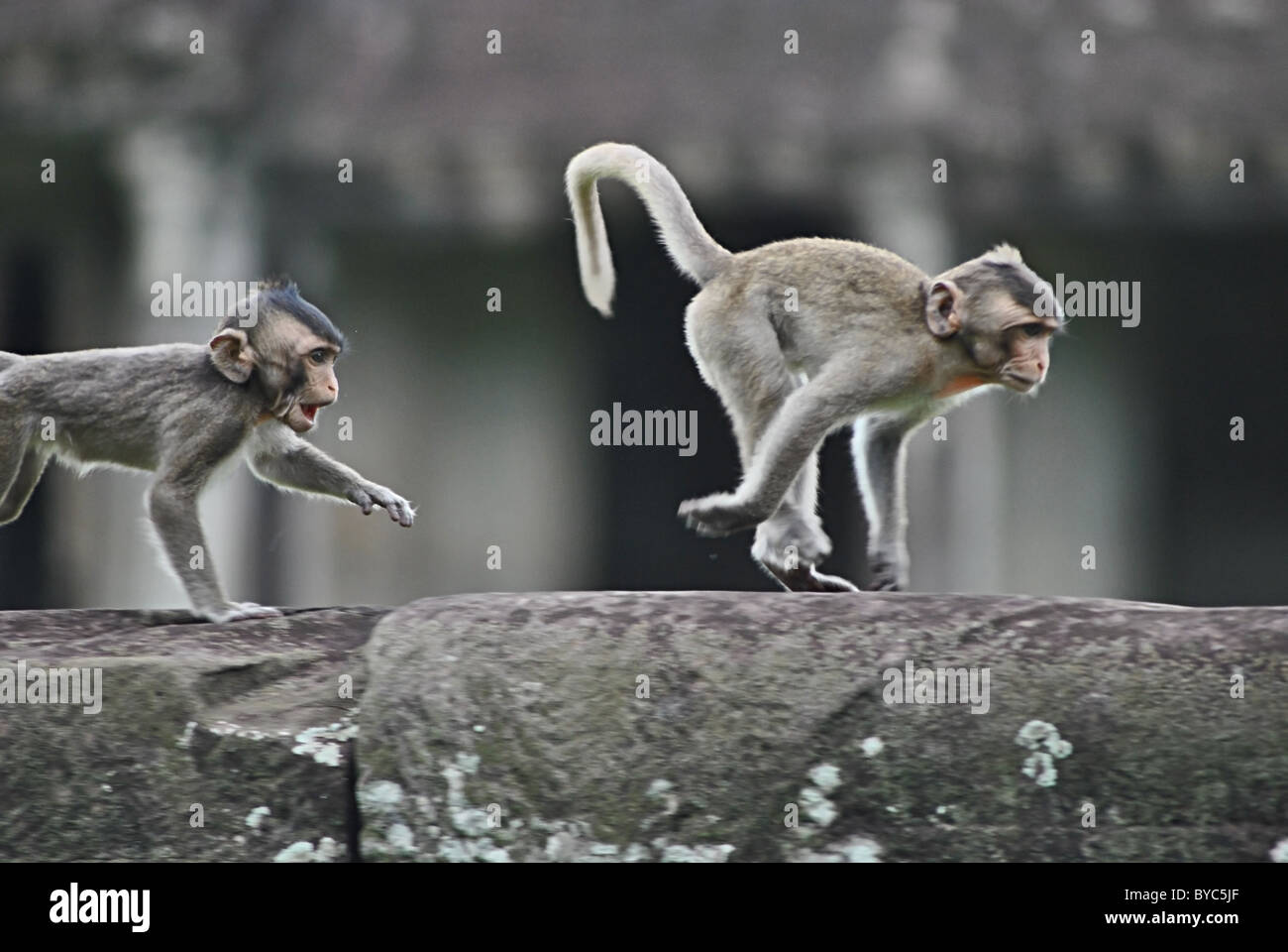 Giovani macaco rhesus scimmie che si rincorrono a Angkor Wat, Cambogia Foto Stock