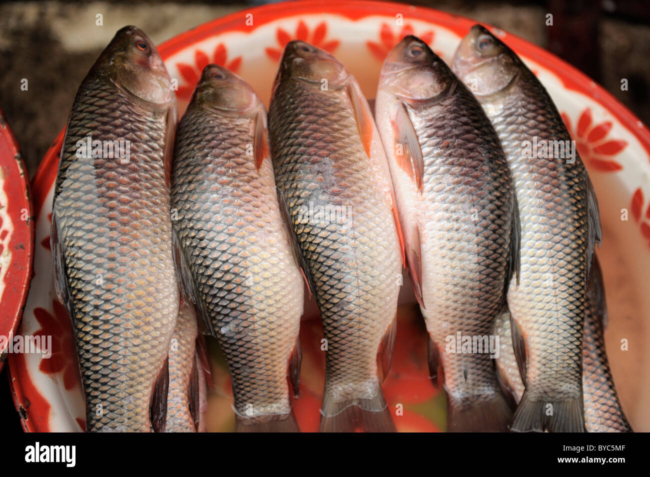 Scalato Tilapia , pulire di pesci di Tilapia , klong toei mercato ( Klong Toey ) , Bangkok , Thailandia Foto Stock