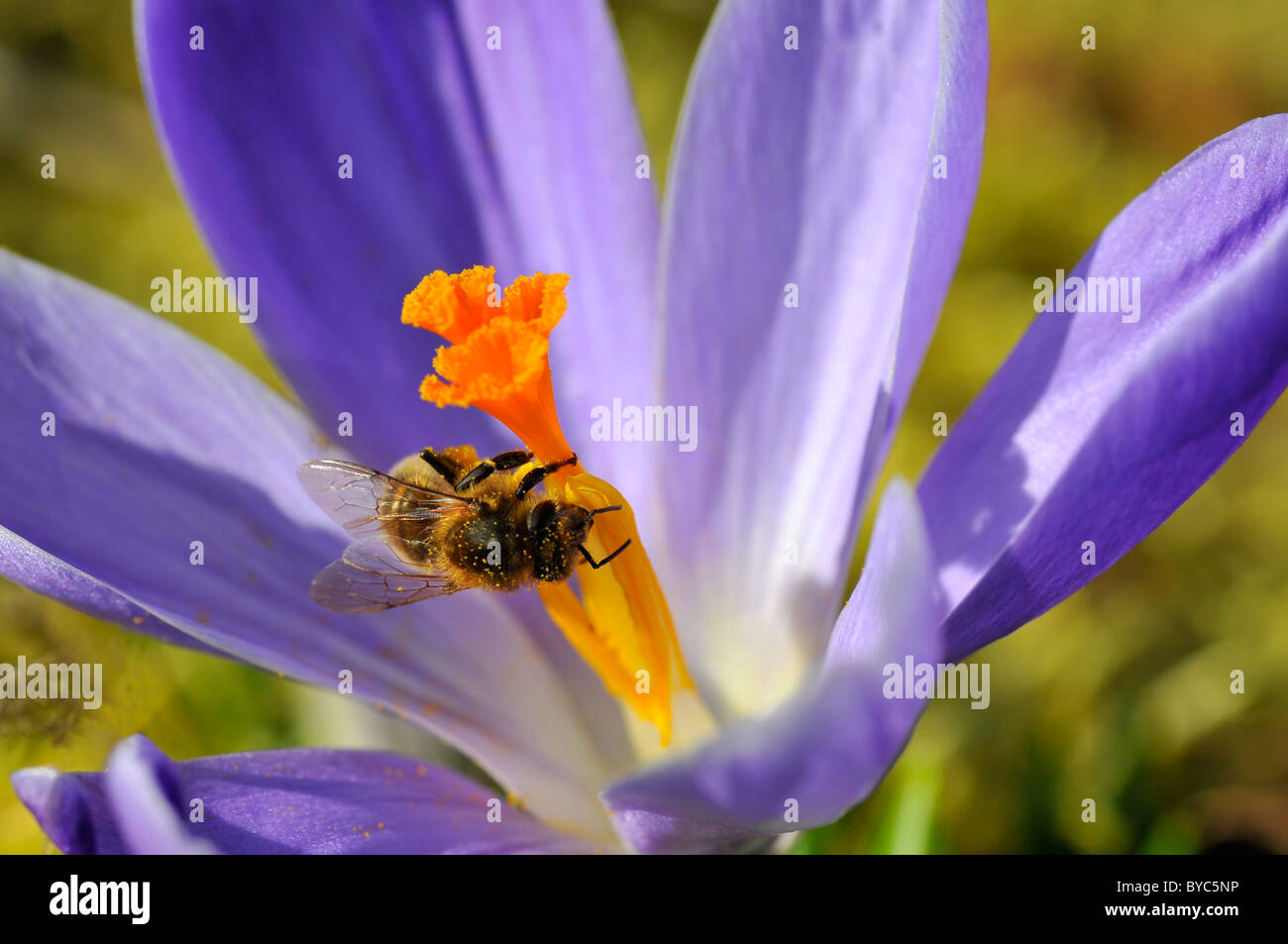 Primo piano Il miele delle api (Apis) alimentazione sul blu fiore Crocus Foto Stock