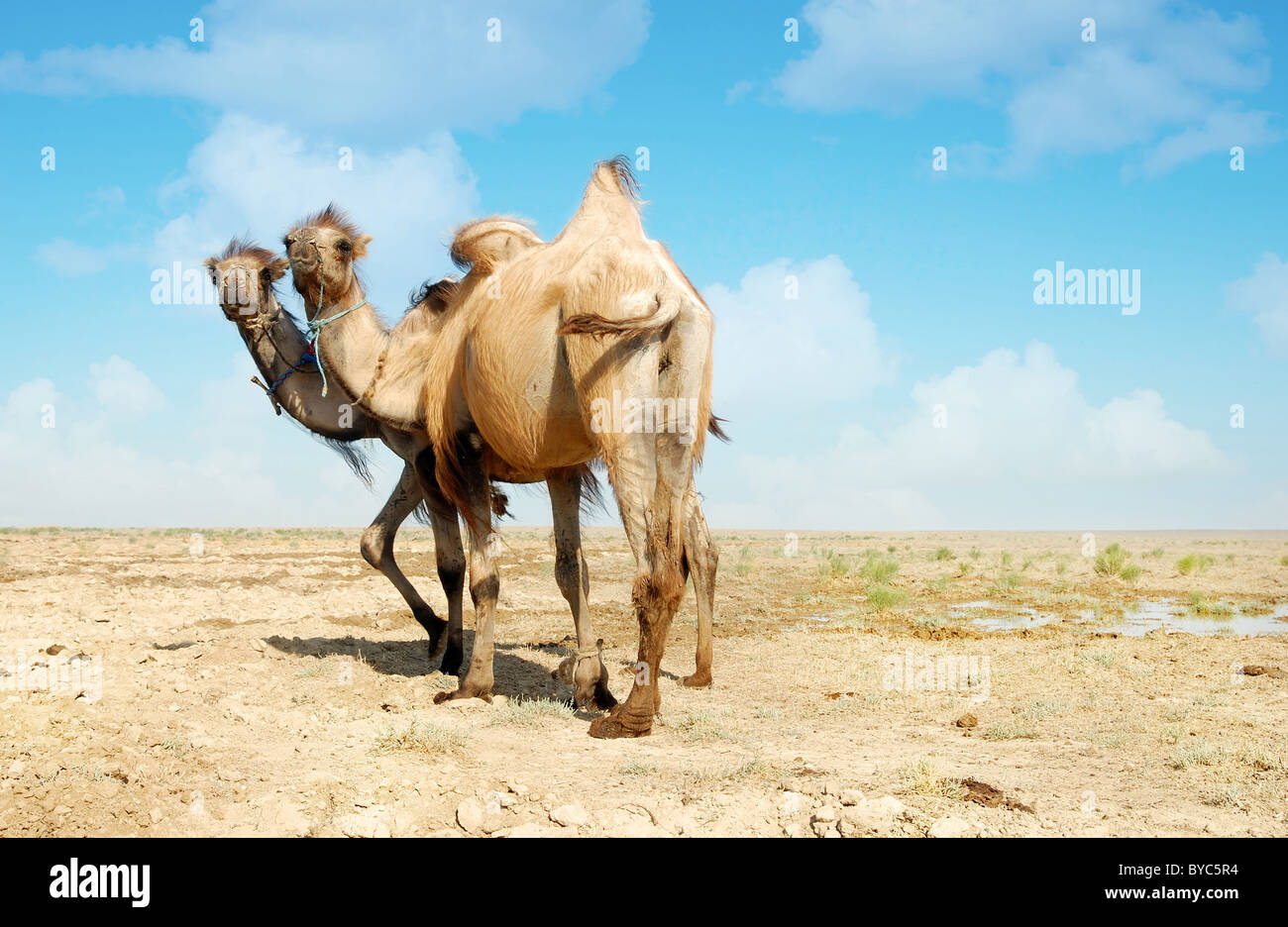 Due cammelli in zone aride steppe dell Asia centrale Foto Stock