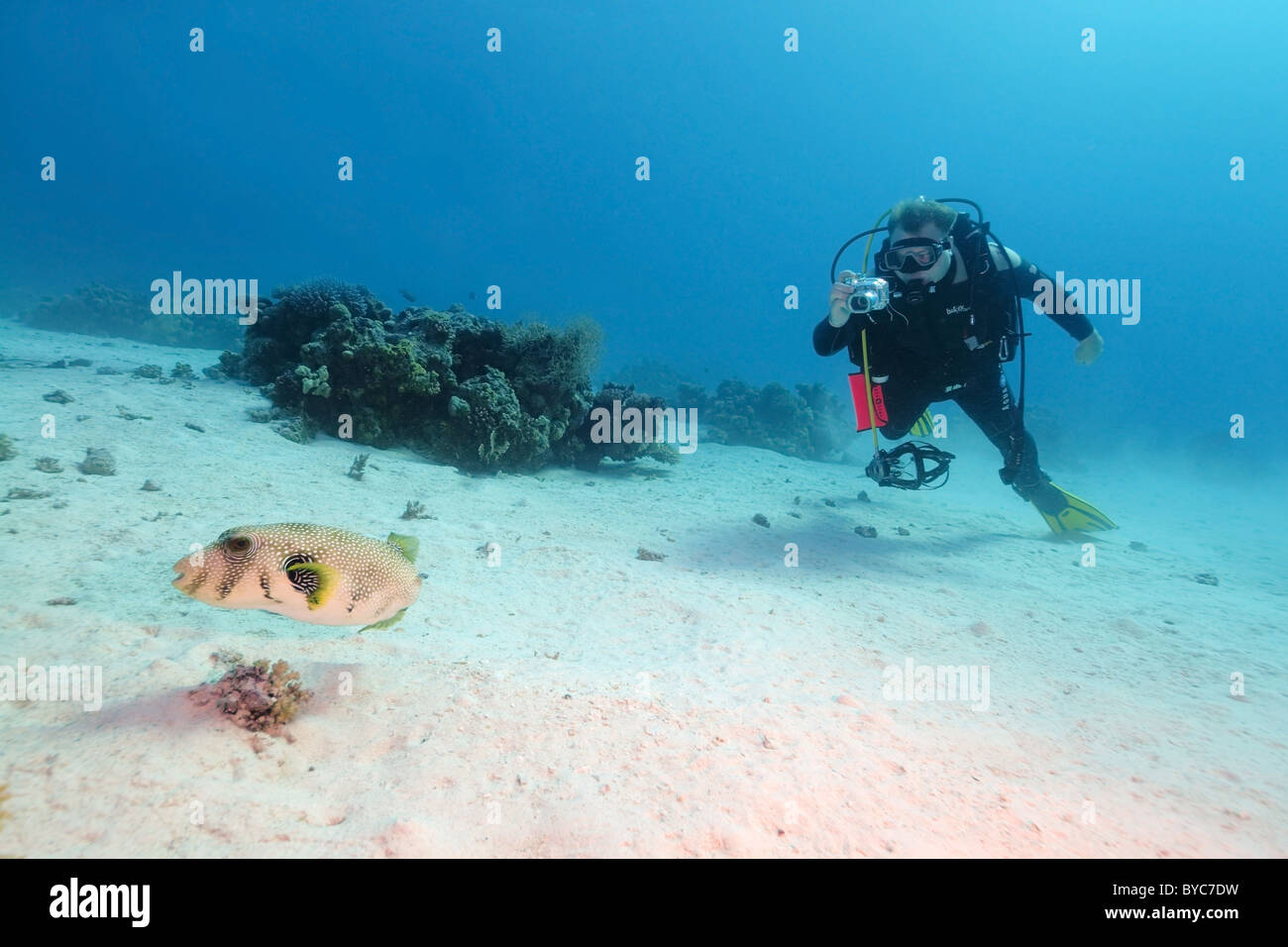 Scuba Diver Shooting Star blaasop, blacklined blowfish, Blackspotted puffer o stellata (Pufferfish Arothron stellatus), Mar Rosso Foto Stock