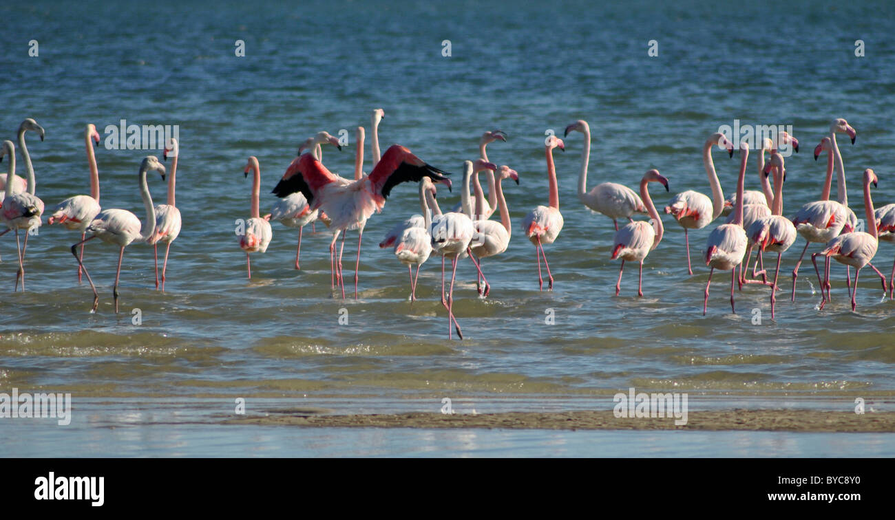 Fenicotteri selvatici al largo delle coste della Tunisia vicino a Sfax Foto Stock