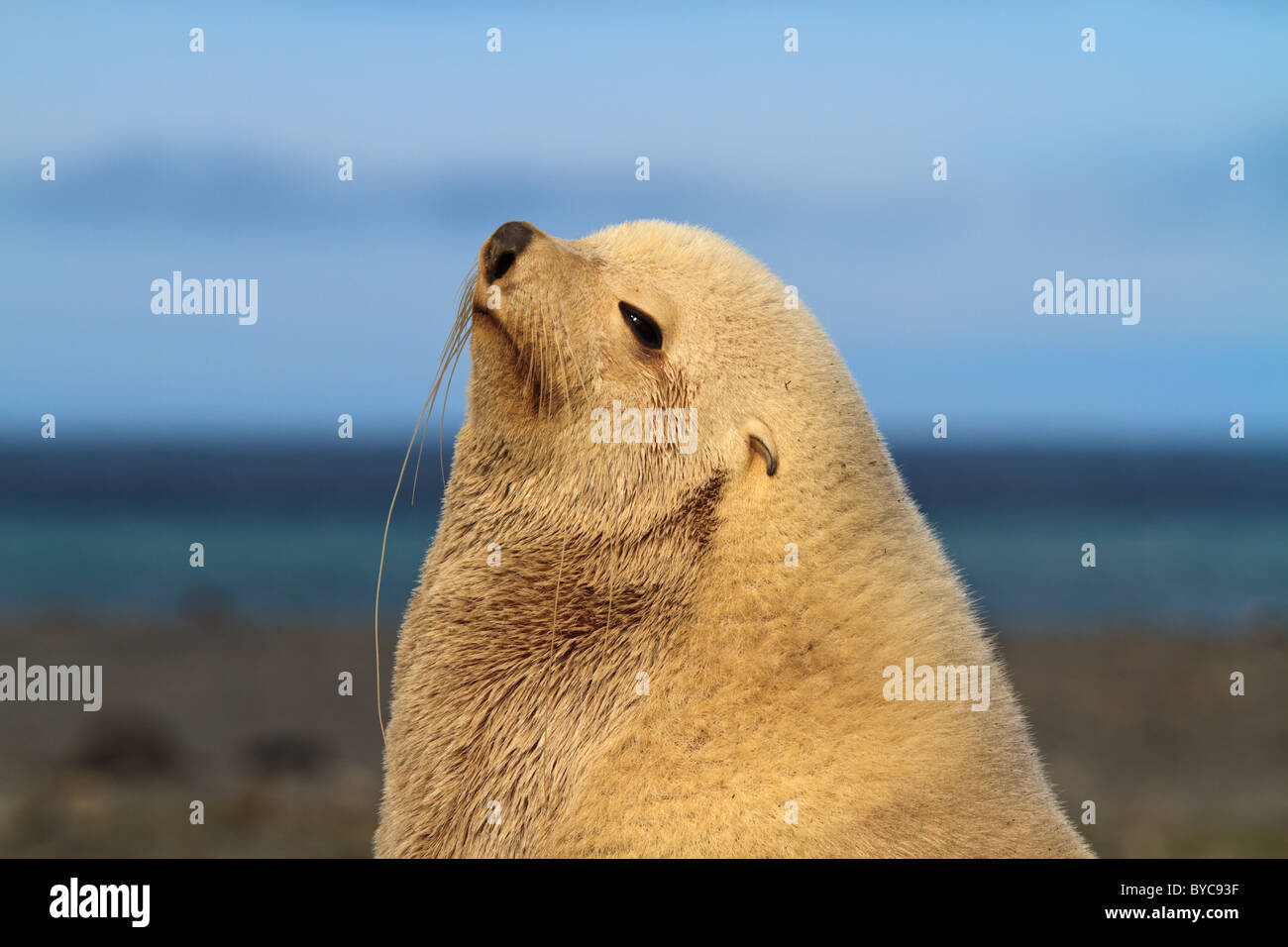 Adulto, white morph, Antartico pelliccia sigillo (Arctocephalus gazella), Stromness, Georgia del Sud Foto Stock