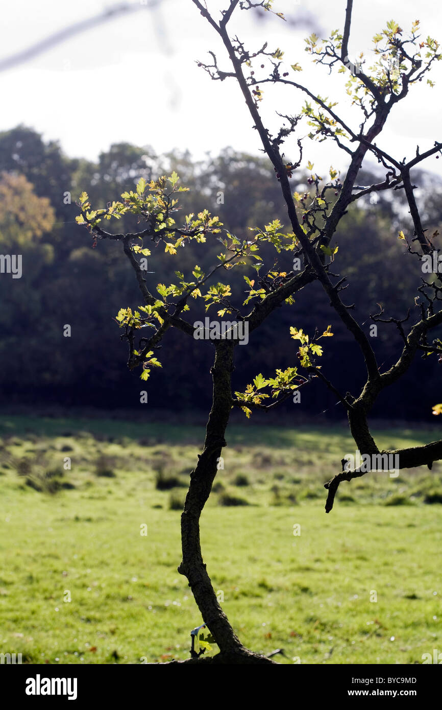 Albero di biancospino in una siepe Poynton cheshire england Foto Stock