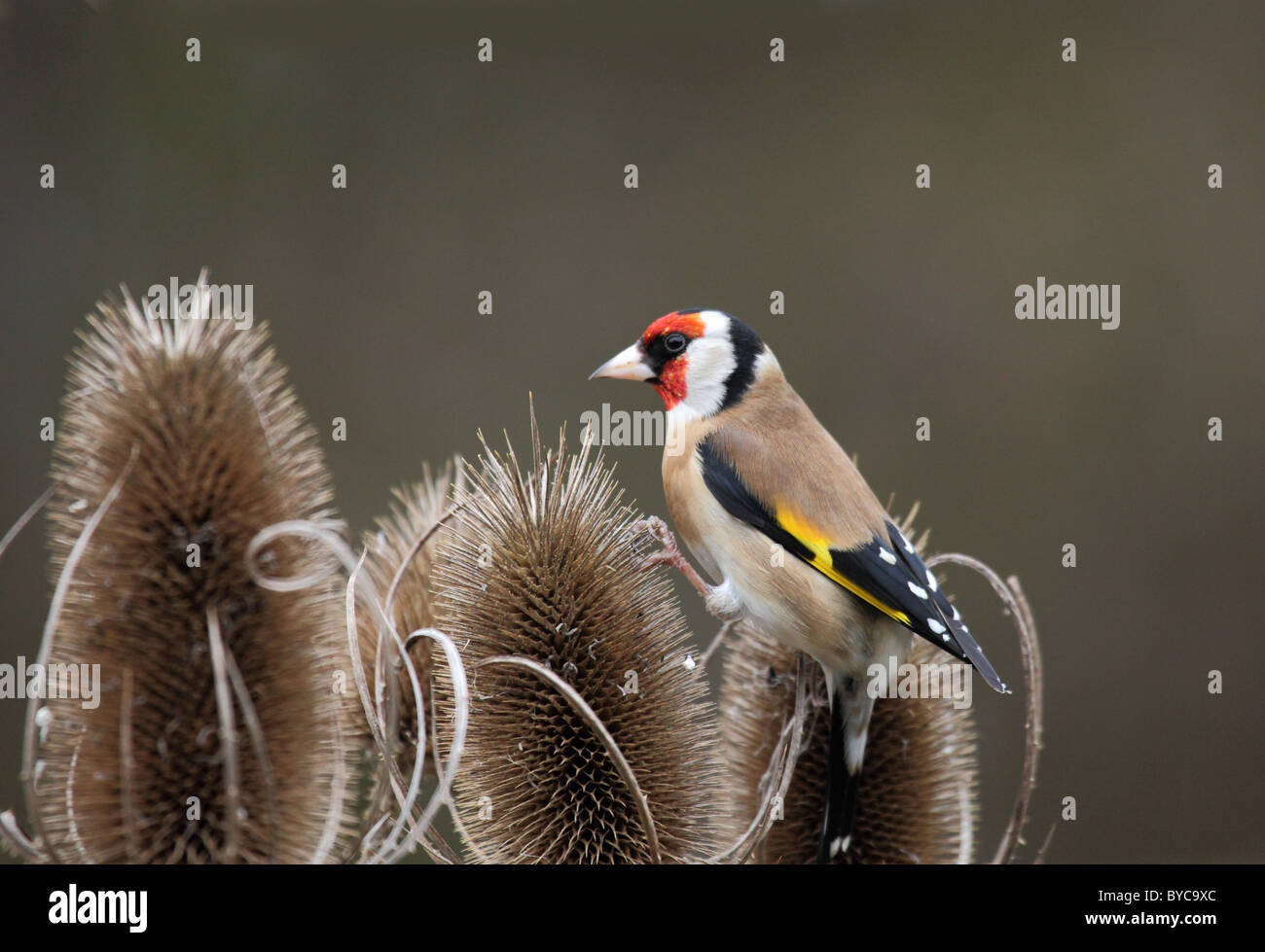 Un cardellino appollaiato su una testa teasle in cerca di semi Foto Stock