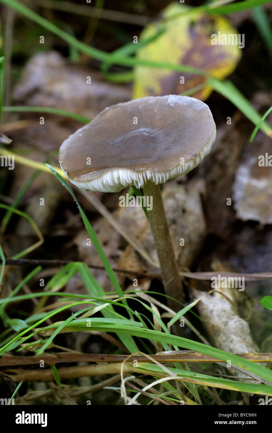 Cavalier comuni funghi Melanoleuca vulgaris, Tricholomataceae. Crescendo in aprire il bosco, Park Street, Hertfordshire. Foto Stock