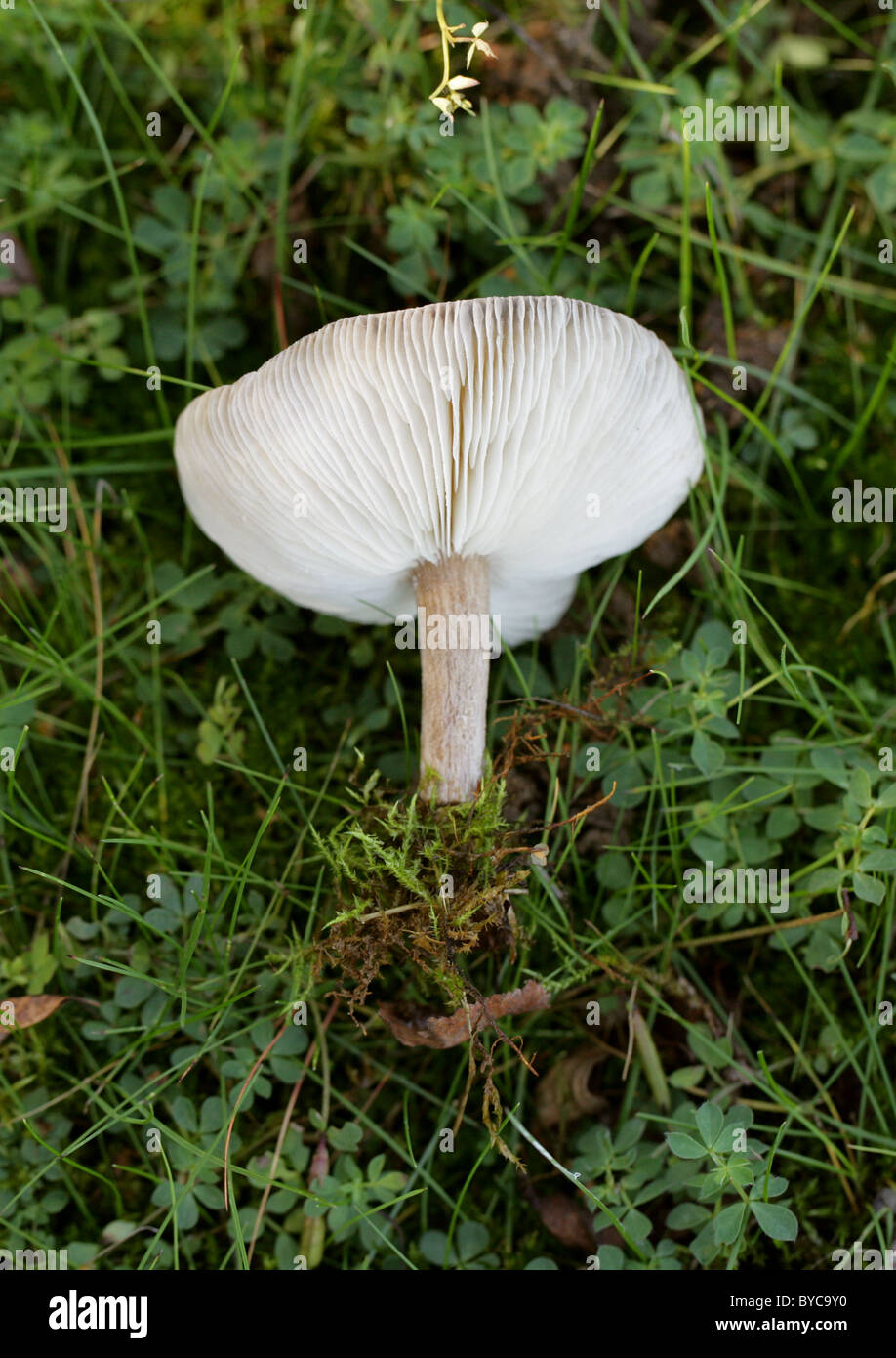 Cavalier comuni funghi Melanoleuca vulgaris, Tricholomataceae. La parte inferiore mostra le branchie. Crescendo in erba dei pascoli, Park Street. Foto Stock