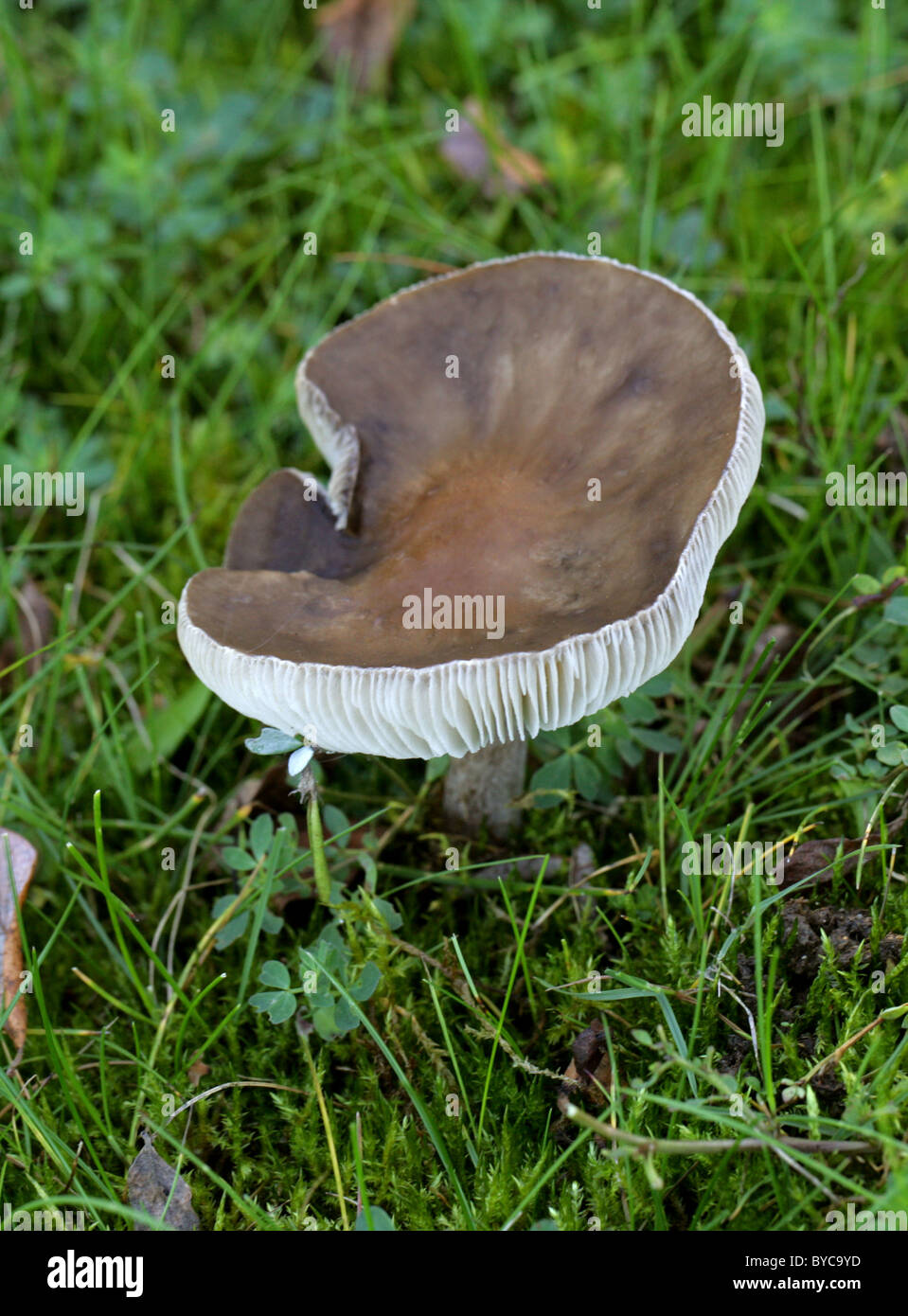 Cavalier comuni funghi Melanoleuca vulgaris, Tricholomataceae. Crescendo in erba dei pascoli, Park Street, Hertfordshire. Foto Stock