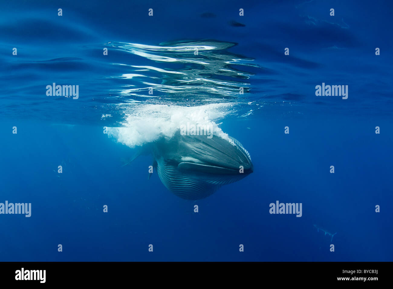 Bryde balena della gola con pieghe espanso, forzando l'aria e acqua dalla bocca dopo travolgendo sardine off Baja, Messico Foto Stock