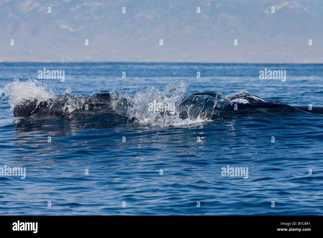 Bryde la balena, Balaenoptera brydei o Balaenoptera edeni, affiorante off Baja California, Messico ( Oceano Pacifico orientale ) Foto Stock