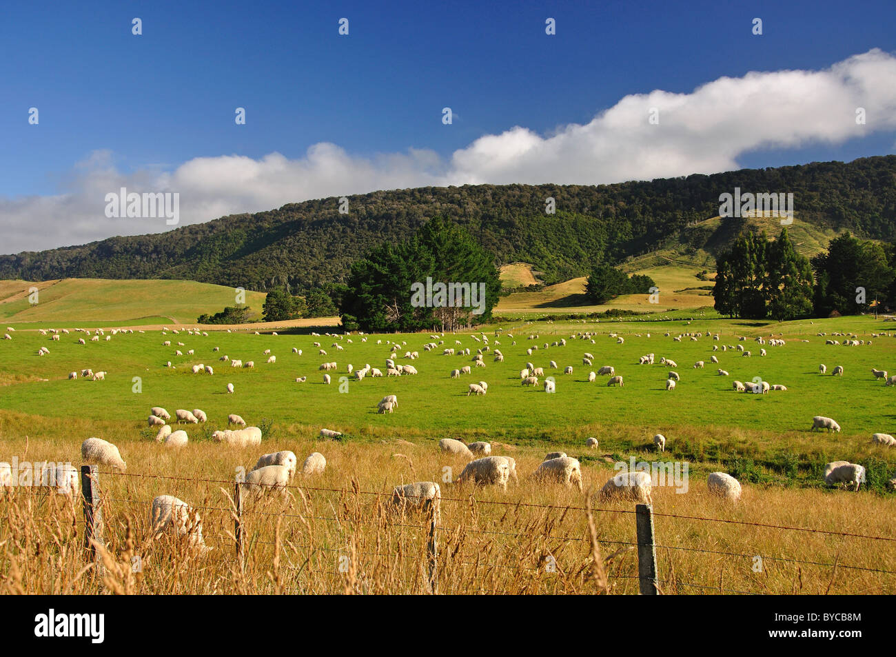 Visualizzazione orizzontale sul sud del percorso panoramico attraverso il Catlins, Southland, Isola del Sud, Nuova Zelanda Foto Stock