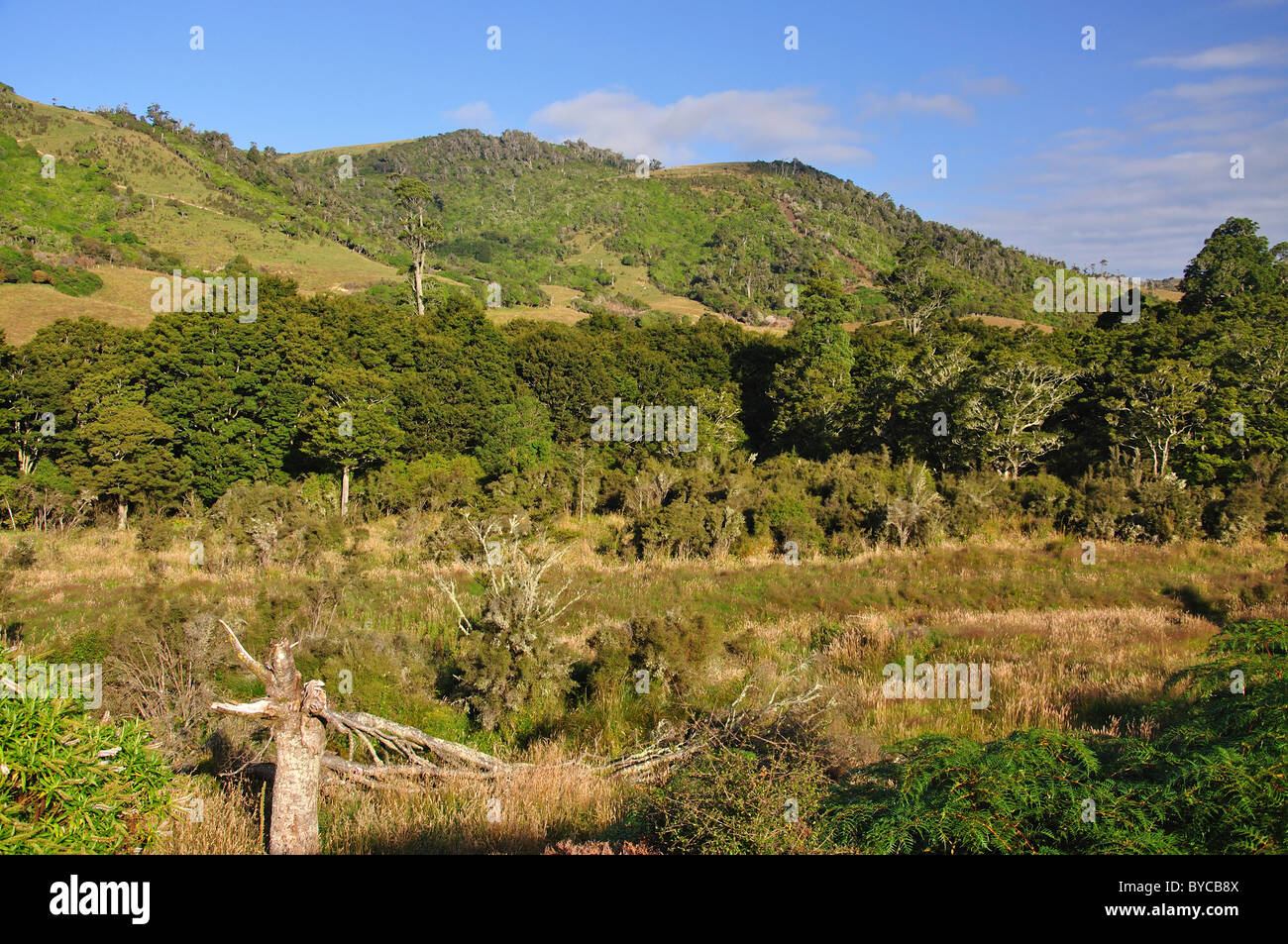Visualizzazione orizzontale sul sud del percorso panoramico attraverso il Catlins, Southland, Isola del Sud, Nuova Zelanda Foto Stock