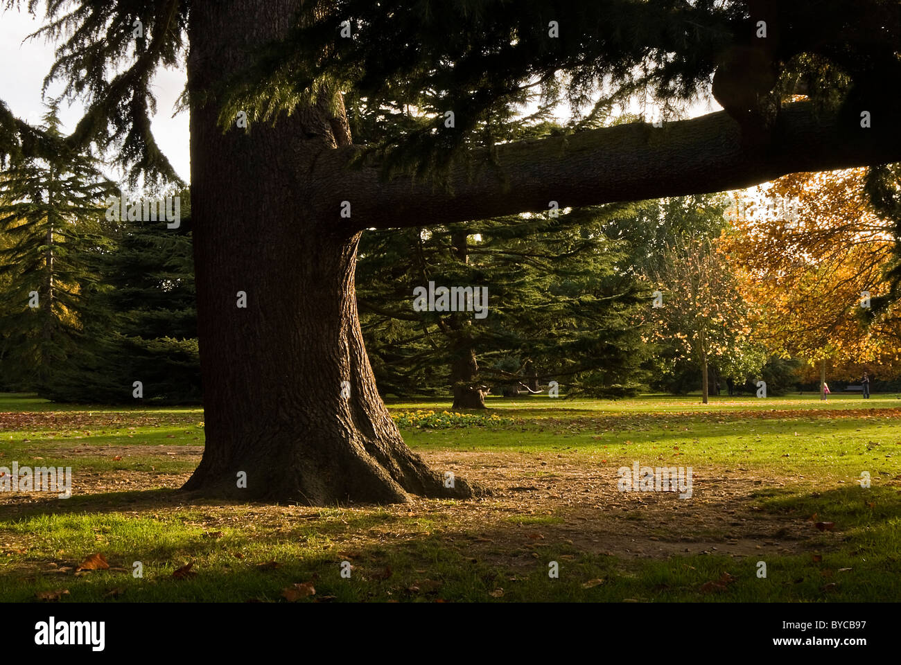 Tronco d'albero Foto Stock