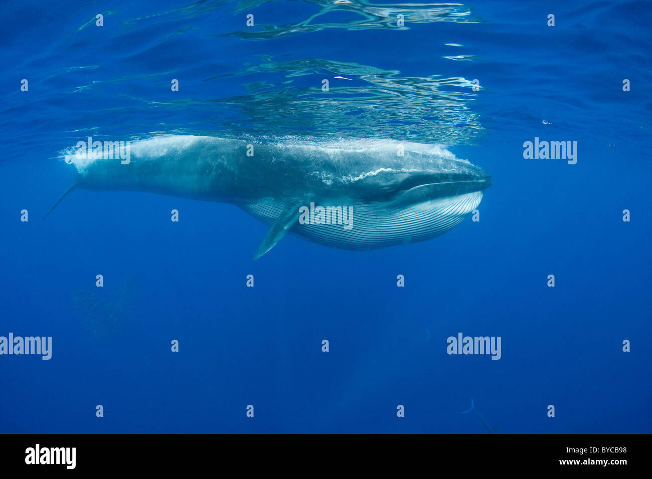 Bryde la balena, con gola pieghe ampliato dopo alimentazione di sardine, Oceano Pacifico, off Baja, Messico Foto Stock