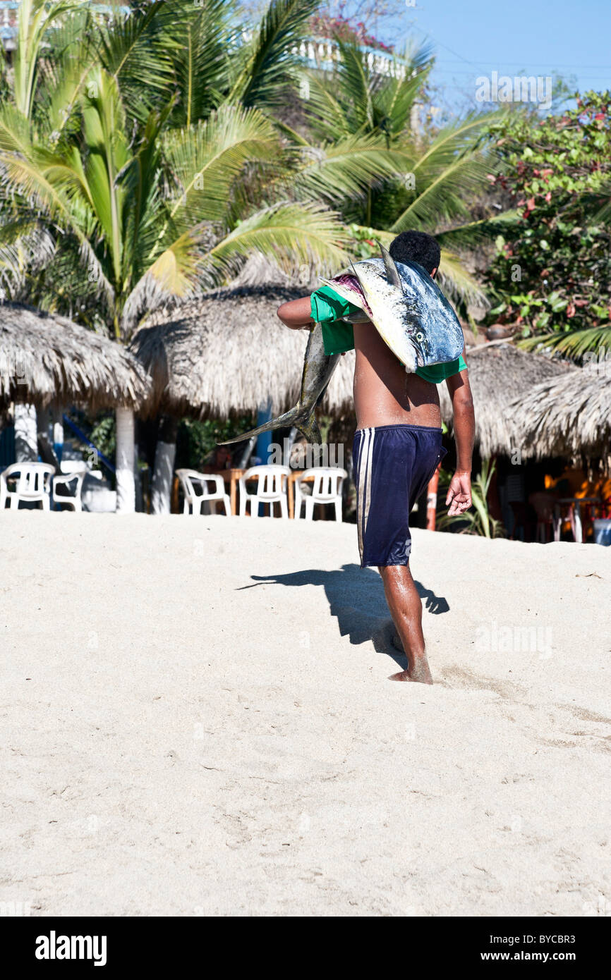 Uomo messicano imbracciatura grandi freschi pescati Dorado big fish passeggiate sulla spiaggia off per la consegna al cliente che ha comprato da barca Messico Foto Stock