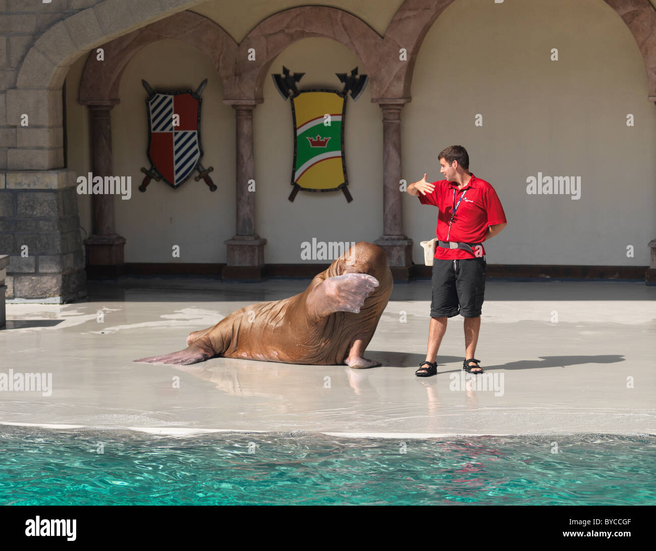 Trichechi che copre la sua gli occhi con la sua pinna. Mostra a Marineland, Niagara Falls, Ontario, Canada 2009. Foto Stock