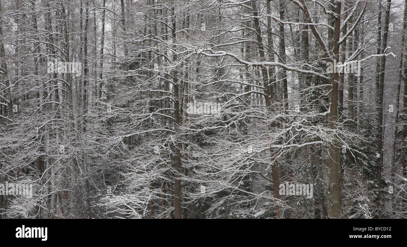 Vecchi alberi dopo la bufera di neve coperto da neve fresca Foto Stock