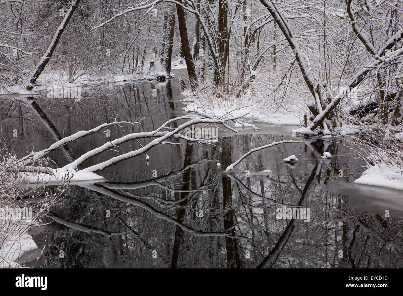 Nevoso bosco ripariale oltre il fiume con alberi di ontano e rotto uno giacente Foto Stock