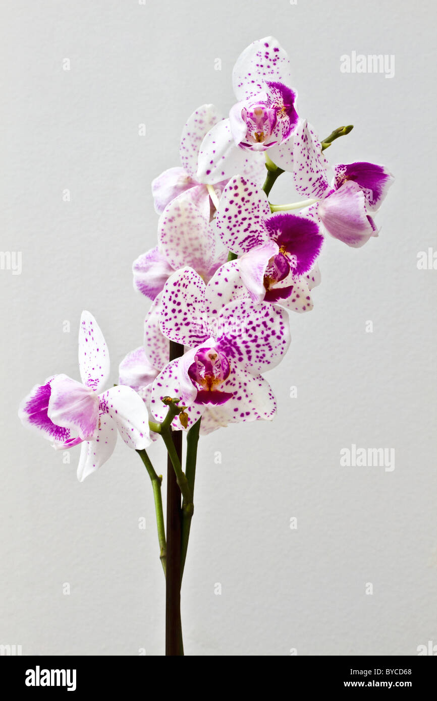 Orchidea fresca isolati su sfondo bianco Foto Stock