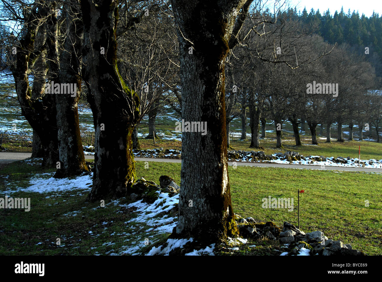 Vicolo di albero a Chaumont, Giura, Neuchâtel, Svizzera Foto Stock