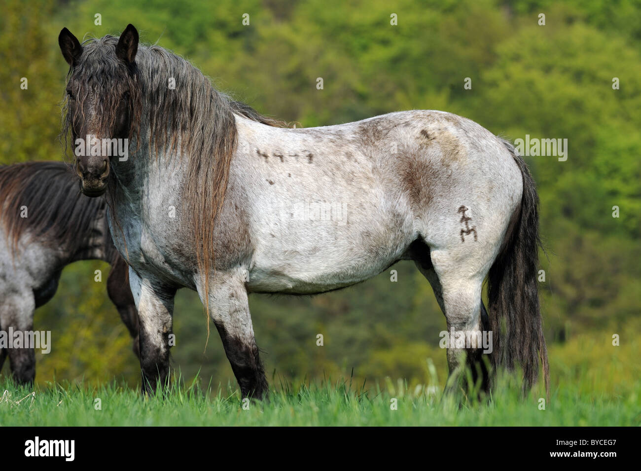 Cavallo norico (Equus caballus ferus), stallone in piedi su un pascolo. Foto Stock